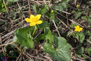 Caltha palustris araneosa (bewerkt)